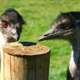 Two Emu by post