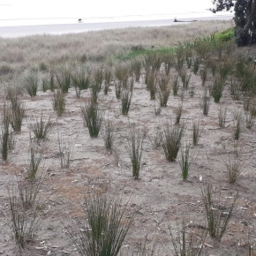 Plants on sand dune at beach