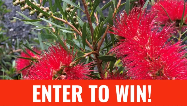 Win a $50 voucher from Hot Water Beach Garden Centre!