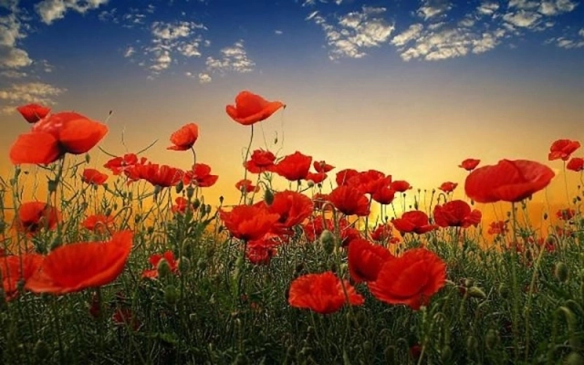 Anzac Day – standing together, even while apart