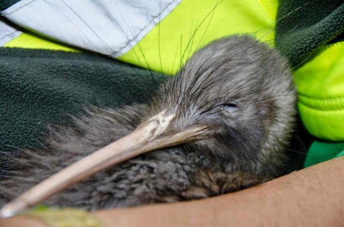 Project Kiwi Trust Kiwi Kuaotunu Project Kiwi Trust Kiwi Kuaotunu