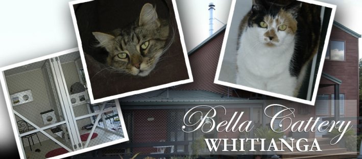 Bella Cattery Whitianga Bella Cattery Whitianga