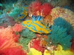 Coromandel Dive Festival Whitianga November 2014