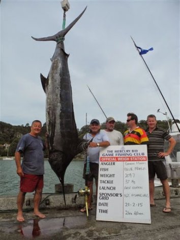 Blue Marlin Caught in the BILLFISH CLASSIC TOURNAMENT MERCURY BAY GAME FISHING CLUB Blue Marlin Caught in the BILLFISH CLASSIC TOURNAMENT MERCURY BAY GAME FISHING CLUB