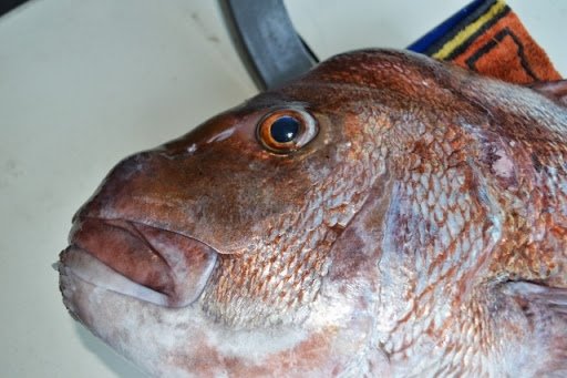 Tristram Marine Mercury Bay Open Fishing Tournament Whitianga 2014