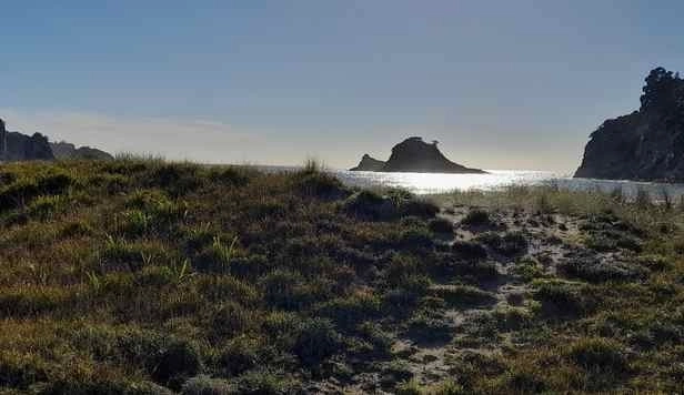 Coastcare planting and working bees - Hahei