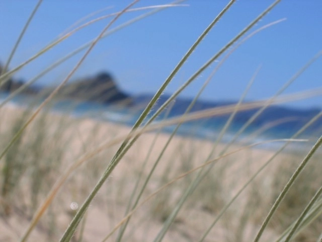 Coastcare planting and working bees - Buffalo Beach