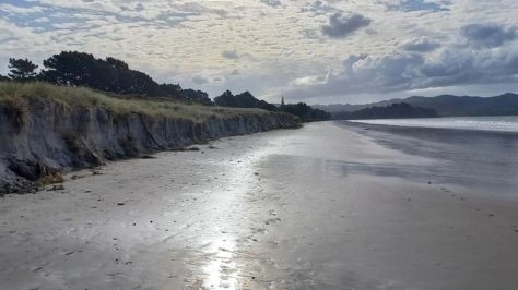 Coastcare Planting Bee - Matarangi