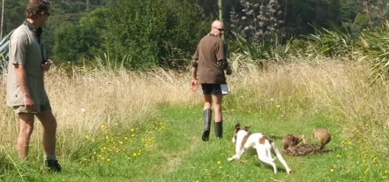 Kiwi Avoidance Training for Dogs