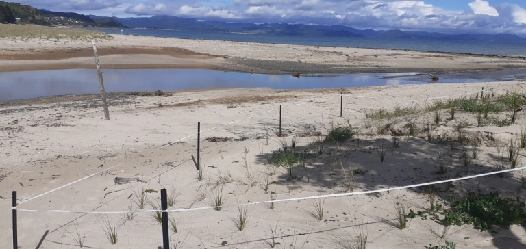 Coastcare planting and working bee Kuaotunu 