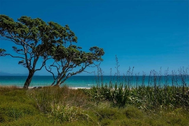 Coastcare planting and working bee Otama Beach
