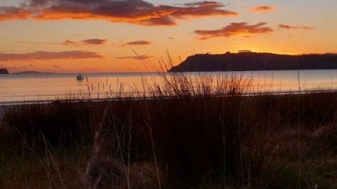 Coastcare planting bees and weed swaps - Cooks Beach