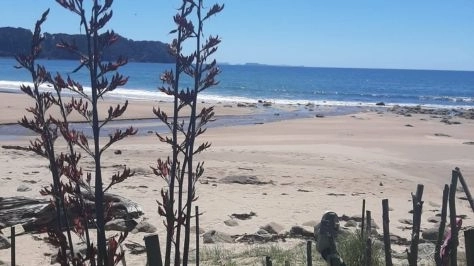 Coastcare planting bee and weed swap - Hot Water Beach