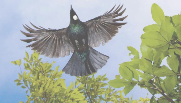 Predator Free Information Evening