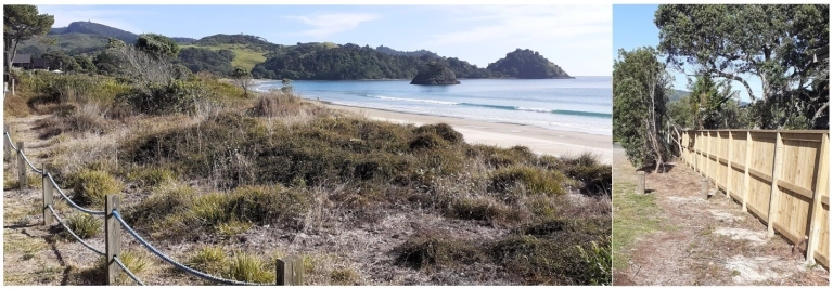 Coastcare restoration planting bee in Whangapoua 