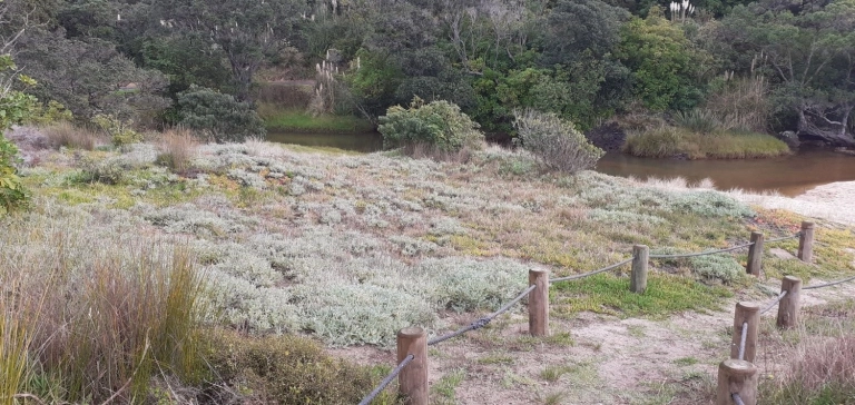 Coastcare Restoration Planting Bee - Rings Beach